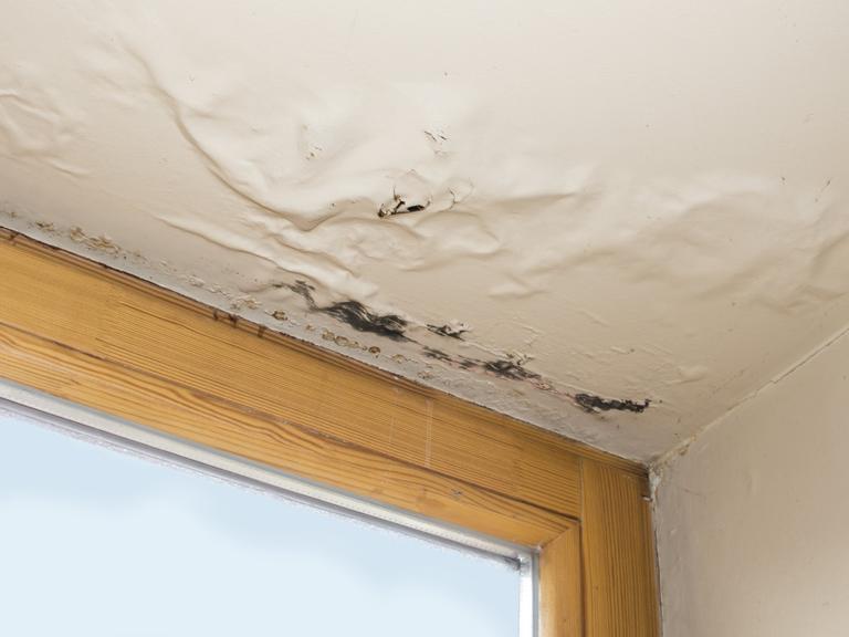 lekkage loodgieter den haag